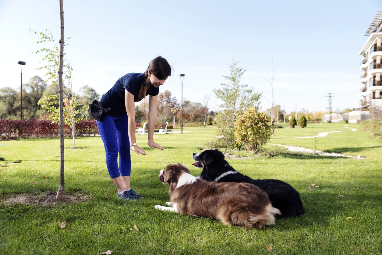 Dog Training for First-Time Owners Expert Tips to Start Right